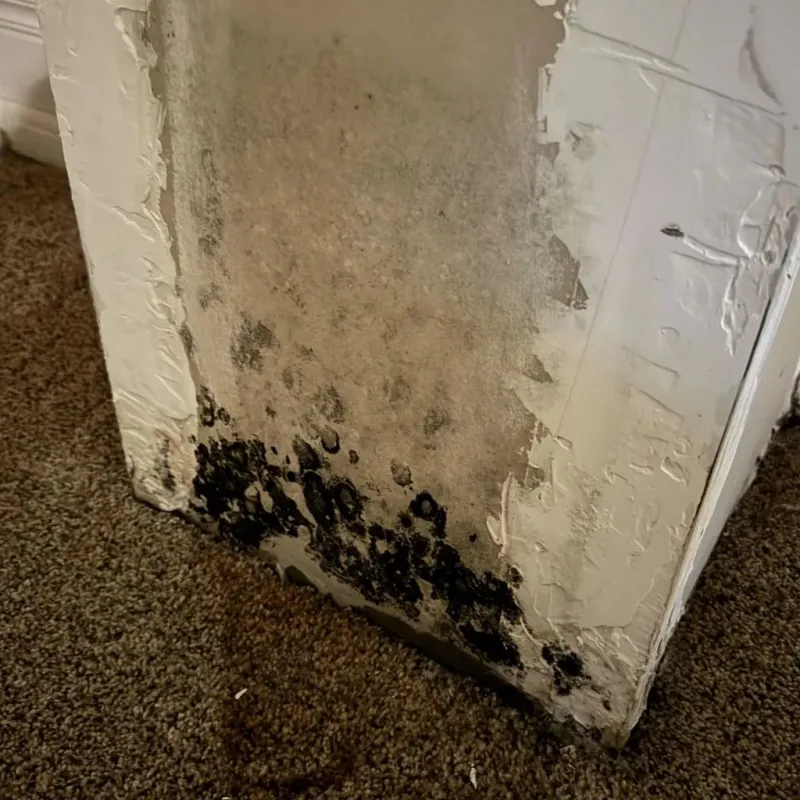 Professional Mold Removal in Medford, WI